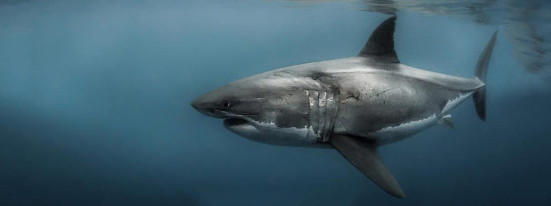 Tiburón blanco en la Baja California