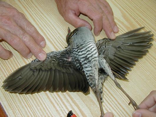 Más de 800 animales han sido atendidos en el Centro de Recuperación de Fauna Silvestre de Tenerife