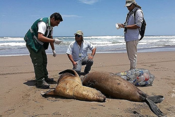 Perú. Pescadores asesinan salvajemente a tres lobos marinos