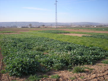 Los cultivos cubierta posibilitan una agricultura más sostenible
