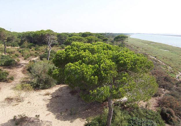 El BOE publica el deslinde del litoral de Doñana