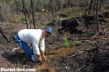 Medio Ambiente lanza Mes de Reforestación plantando pinos