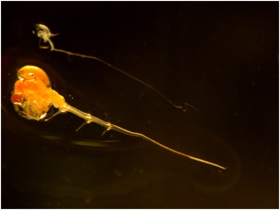 Las pulgas invasoras