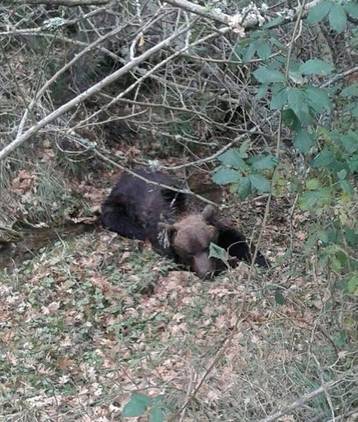 Junta de Castilla y León ha realizado una necropsia de un oso a escondidas y sin la presencia de personal de la Guardia Civil