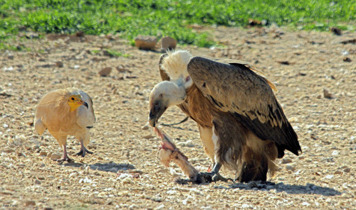 Depredadores y carroñeros