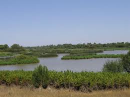 Ecologistas y WWF exigen que se cumpla el informe de la Unesco sobre Doñana o pedirán la retirada de reconocimientos