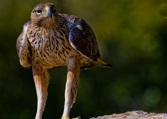 Reconstruyen la dieta del águila perdicera con el análisis de isótopos