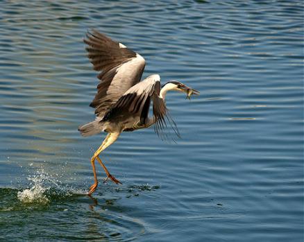 Una red de sensores "vigilará" Doñana