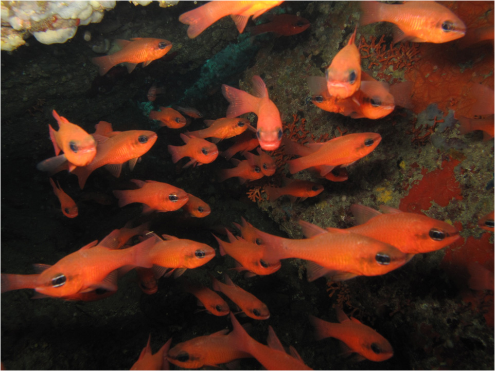 El Gobierno establece los criterios para la integración de los espacios marinos protegidos en la Red de Áreas Marinas Protegidas de España