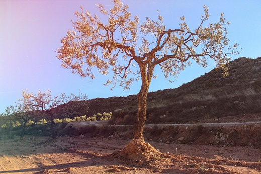 Apadrinaunolivo.org busca agricultores online  para salvar los olivos centenarios de Oliete