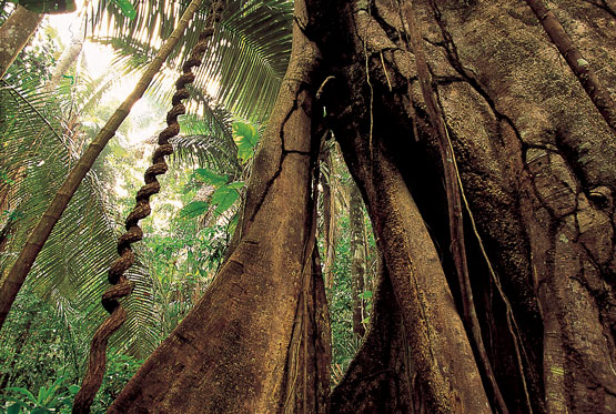 Investigan la relación entre la proliferación de lianas y el cambio climático