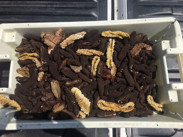 El Servicio de Inspección Pesquera de Canarias incauta 83 kilos de pescado y 900 pepinos de mar de pesca ilegal