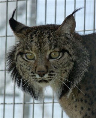 El genoma del lince ibérico revela una "extrema erosión" de ADN