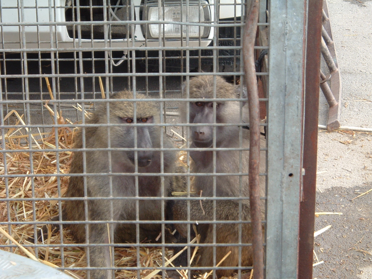 Cites: negocio o conservación