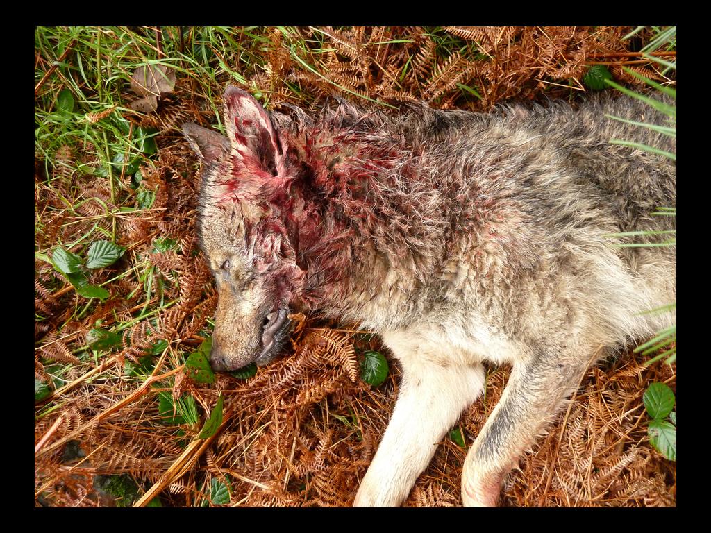 Otro lobo radiomarcado es abatido en el Parque Nacional de Picos