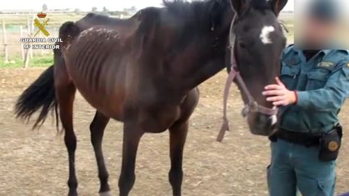 Imputado un ‘delincuente’ por el estado de desnutrición de un caballo