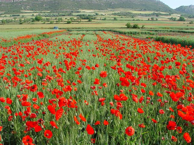 Universistat de Lleida busca sistemas contra la proliferación de amapolas en los campos de cereales