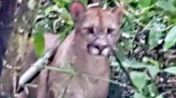 Argentina. Cerraron otra vez el Parque Nacional Iguazú por la aparición de un puma