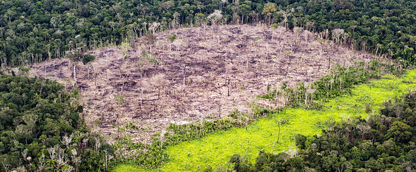 Las áreas protegidas de la Amazonia ya no lo son tanto