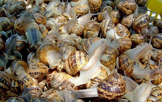 Venta de caracoles endémicos en una web europea