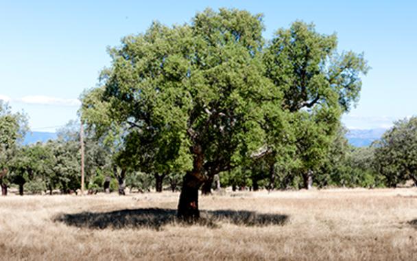 Las encinas y su ‘secreto’ para captar agua