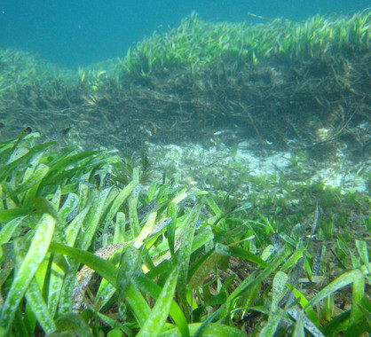 La erosión de las praderas de posidonia provoca la emisión de CO2
