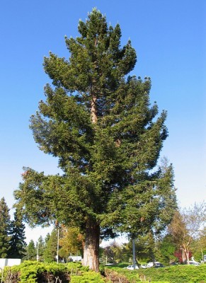 El Gobierno declara la situación de emergencia para la lucha contra una enfermedad mortal de los pinos