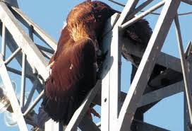 Exigen modificar más de 3.000 kilómetros de tendido eléctrico en España para salvar a docenas de miles de aves