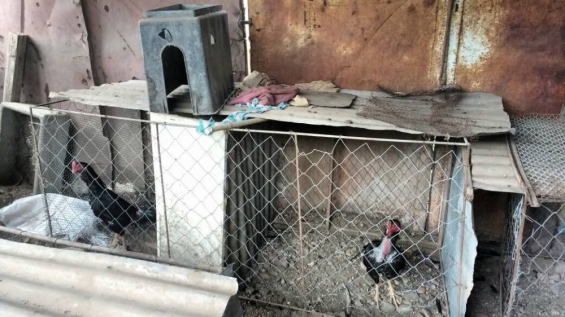 Argentina: Allanaron un zoológico clandestino en Mendoza