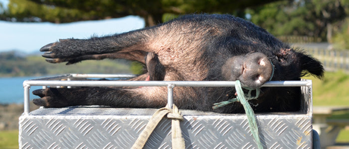 Los ‘independentistas’ catalanes apuestan por la caza
