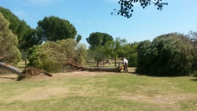 Sevilla. Talan más del 90% de los pinos del Parque del Alamillo por riesgo de caídas