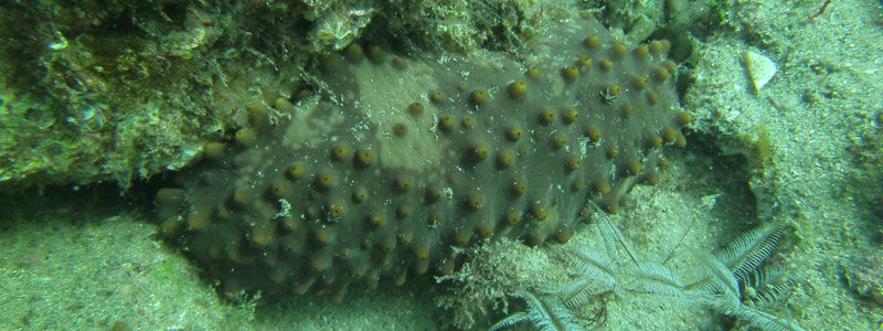 Disminuye población del pepino de mar