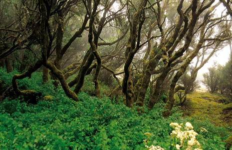 Artículo en Nature. La biósfera avanza hacia un cambio irreversible