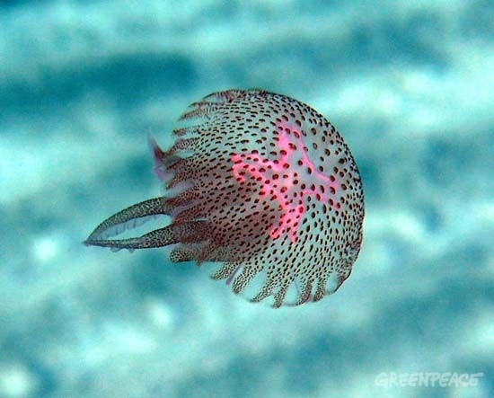 20 años después de protección marina: de Alaska al Mediterráneo