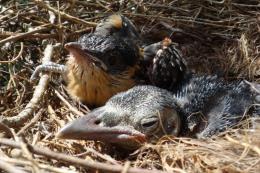 Parásito de la cría de una especie de cuco protege los nidos de otra especie frente a los depredadores