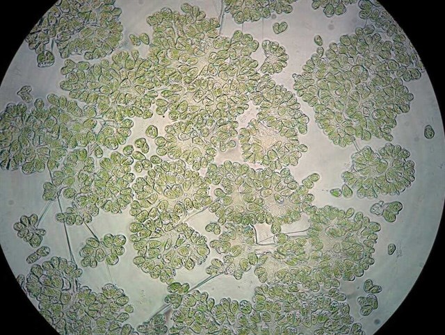 Estudia las propiedades de una microalga del desierto de Atacama