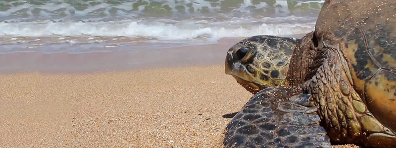 En busca de tortugas marinas en el golfo de México