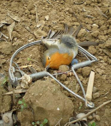 Cazador cazado en Jaén por cazar aves insectívoras protegidas con medios prohibidos