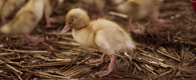 NO comas carne (ver video)