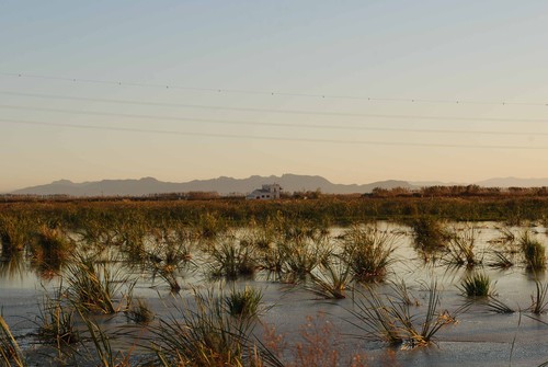 Cómo gestionar los humedales artificiales en La Albufera de Valencia