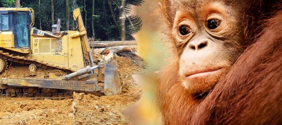 Europa destruye 700.000 hectáreas de selva y 5.000 orangutanes