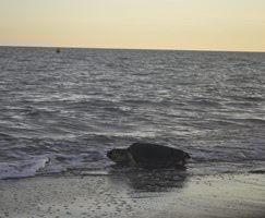 Retornan 4 tortugas marinas en la costa del delta del Llobregat