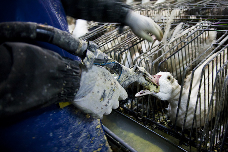 Reino Unido prohibiría definitivamente el ‘inhumano’ foie gras