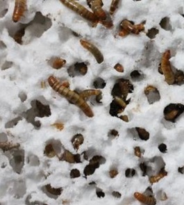 Lo último en reciclaje de plásticos: gusanos de la harina (vea el VIDEO)