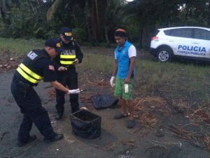 Liberadas 200 tortugas baulas