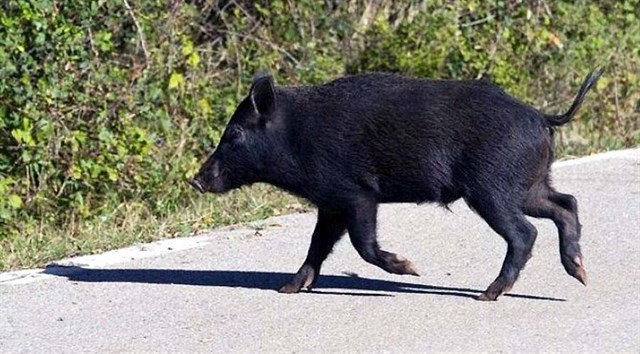 Valdemorillo en alerta ante la incursión progresiva de jabalíes en su municipio