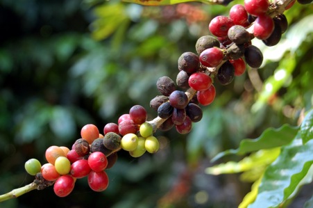 Dominicana marcará Día Mundial Ambiente con café orgánico