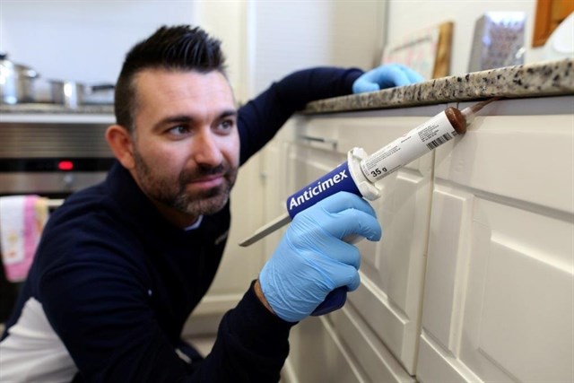 Top consejos para evitar plagas en verano