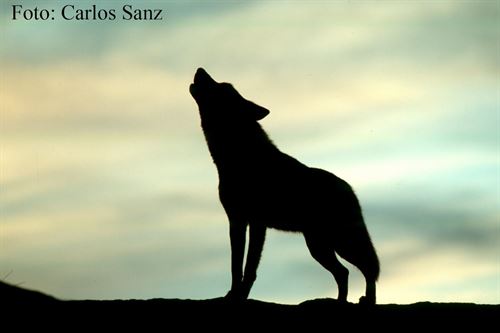 El lobo al sur del Duero ‘solo ante el peligro’
