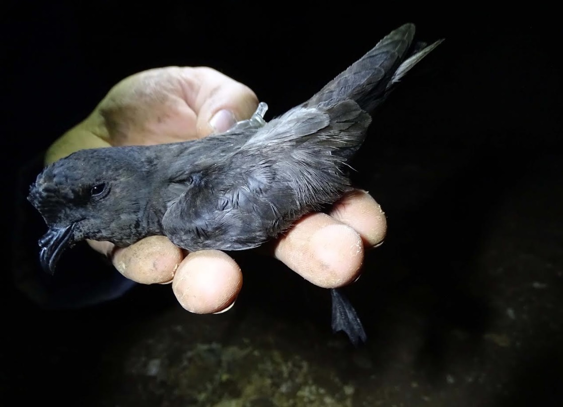 Anse marca paiños con geolocalizadores para conocer sus moviminetos
